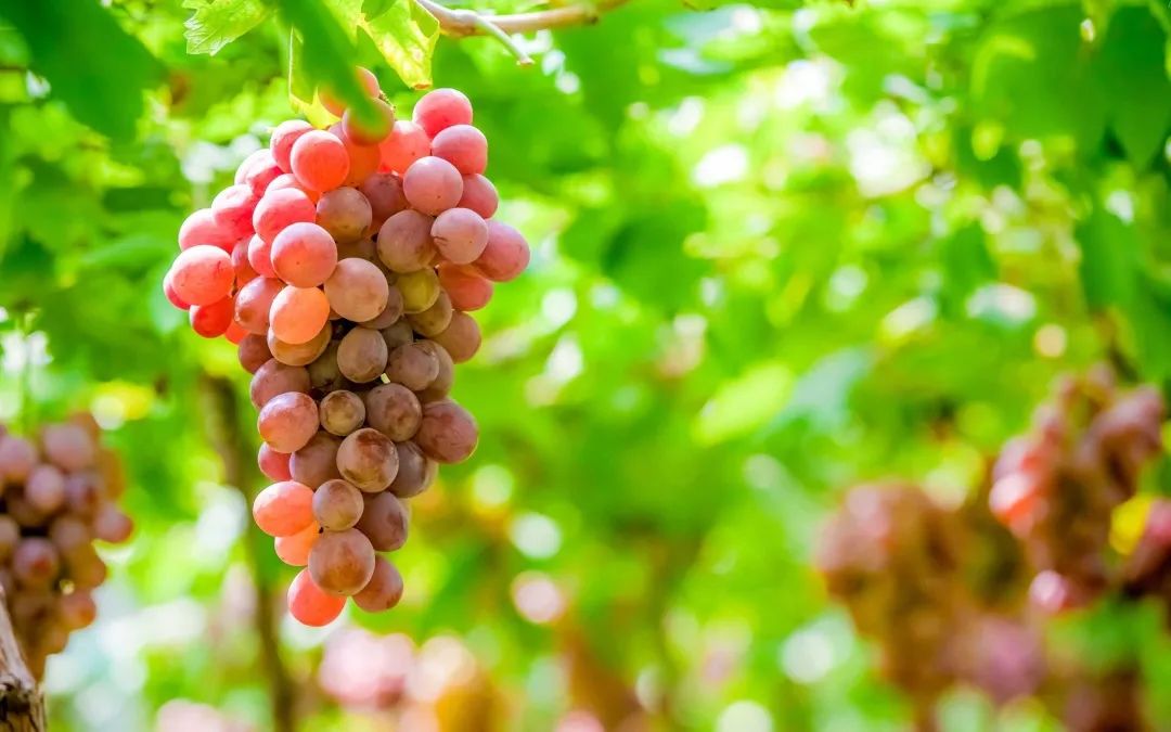 14876fe4-1b58-44cc-8eb0-c3589b30ae6d