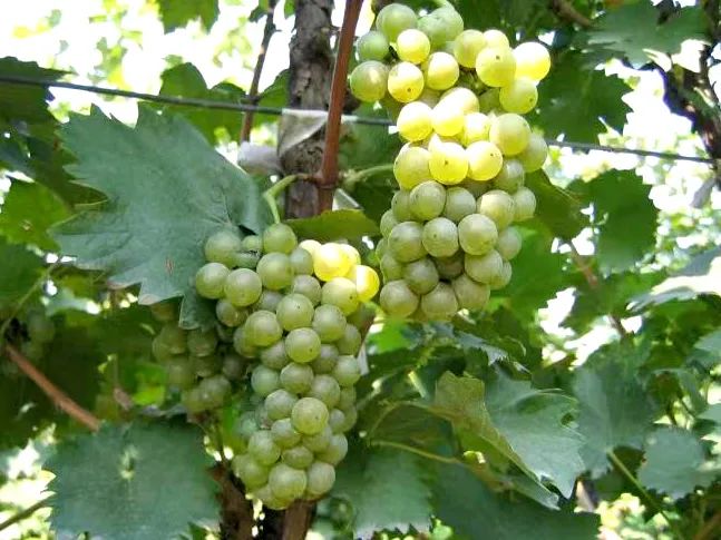 112b1ef4-e51f-4203-a61a-3efffea36a99